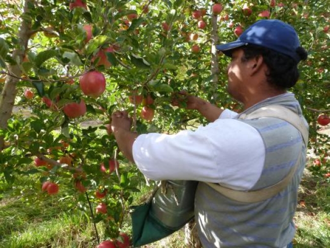 Cae la producción de manzanas y aumenta la importación
