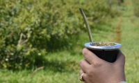 El Gobierno elimina los precios mínimos de la yerba mate