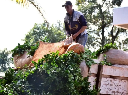 Misiones: India habilitó la importación comercial de yerba mate argentina