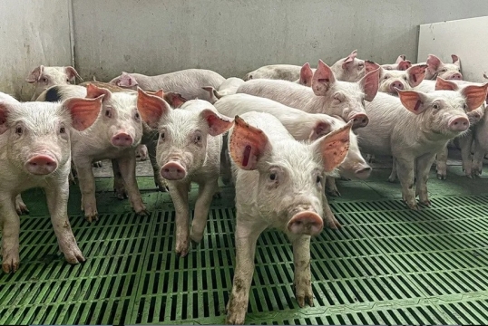 Unión Europea: Miles de cerdos sacrificados y pérdidas millonarias por la peste porcina