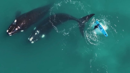 Chubut: Una ballena golpeó a una persona en tabla de stand up paddle