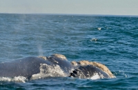 Chubut: La temporada de ballenas no cubrió las expectativas