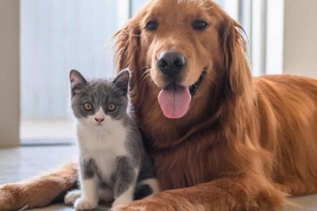 Una empresa otorga licencia laboral por adoptar una mascota