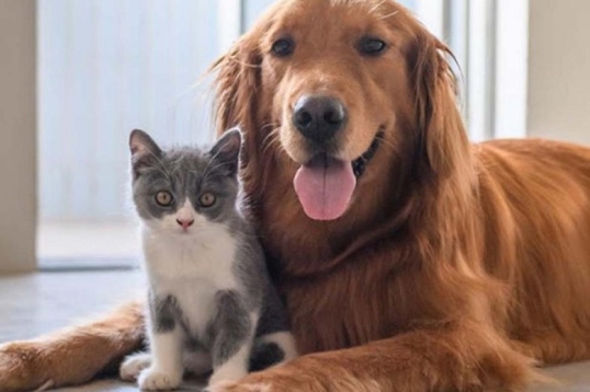 Una empresa otorga licencia laboral por adoptar una mascota
