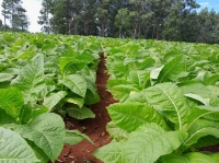 Misiones: Productores tabacaleros piden un precio de acopio de 3200 pesos por kilo