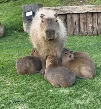 Operativo para desalojar a los carpinchos de Nordelta