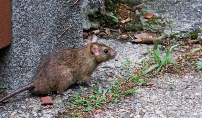 Nuevos casos de hantavirus en el país