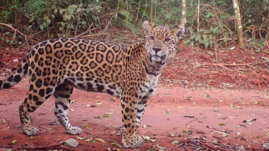 Misiones: El Gobierno provincial lanzó el primer seguro para proteger al yaguareté