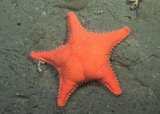 Mar del Plata: La Provincia inaugura la muestra “Vidas submarinas - Ciencia, arte y soberanía” en el Museo del Mar