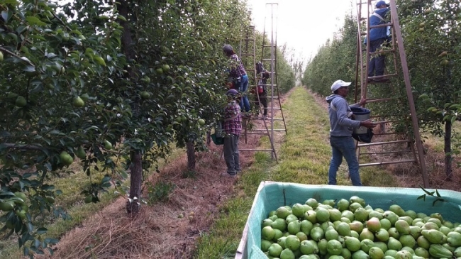 Productores de Río Negro y Neuquén, piden frenar la importación frutas de Chile