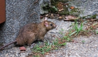 El total de casos de hantavirus en Argentina asciende a 102