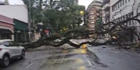 Fuerte temporal en el AMBA, hay usuarios sin luz y árboles caídos