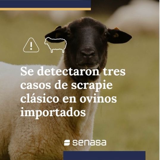 SENASA detecta los primeros casos de scrapie en el país en ovinos importados