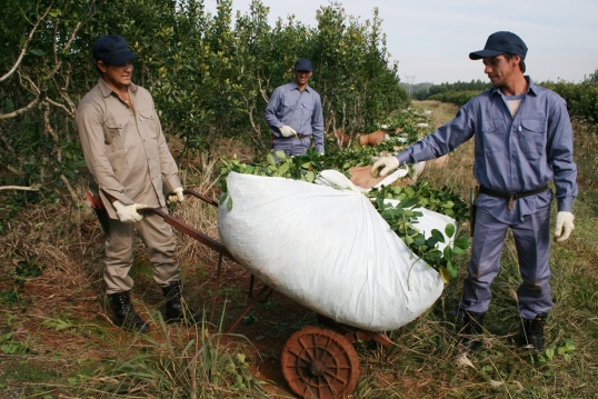 Misiones: Productores yerbateros denuncian “precios de miseria”