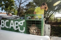 Argentina trasladó seis pumas a Uruguay, para su cría en cautiverio en establecimientos uruguayos