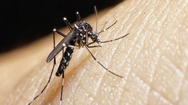 Dengue: 40 municipios bonaerenses se sumarán a la red de vigilancia nacional