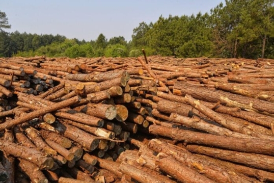 Foresto industria: Advierten que “el mercado interno está prácticamente paralizado”