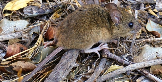 Bariloche: Falleció un hombre diagnosticado con hantavirus en el Hospital Zonal