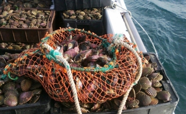 Chubut: Declararon veda por Marea Roja en el Golfo Nuevo