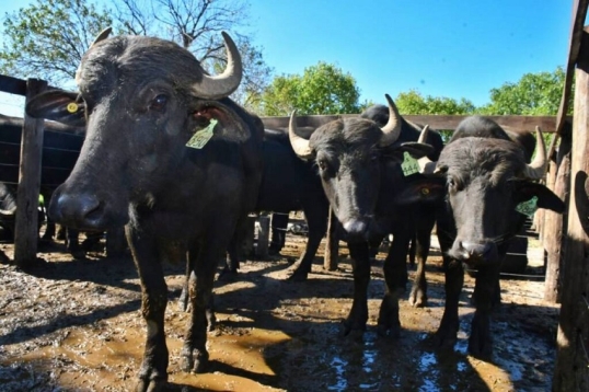 La carne de búfalo gana mercado en Misiones, por la suba del precio vacuno