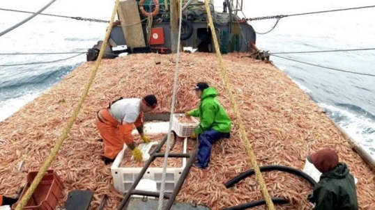Se agrava el conflicto por la zafra del langostino