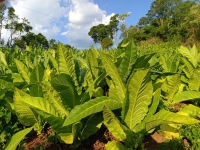 Misiones: Se definió el precio del tabaco para la campaña 2025/2026