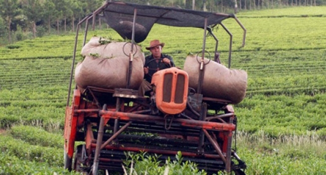 Referente del sector tealero: “No sabemos si vamos a poder llegar al final del mandato de Milei”