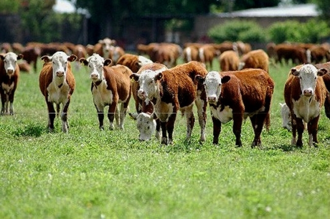 El SENASA refuerza sus controles ante el foco de fiebre aftosa en Alemania