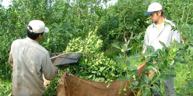 Misiones: Productores de yerbateros decidieron paralizar la cosecha y exigen la restitución de facultades al INYM