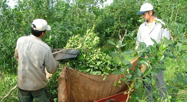 Misiones: Los productores yerbateros siguen reclamando un mejor precio de la hoja verde