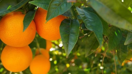 Entre Ríos: La Federación del Citrus advierte que se están desregulando medidas delicadas