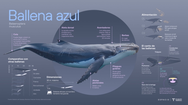 Chubut: Por primera vez avistan una ballena azul